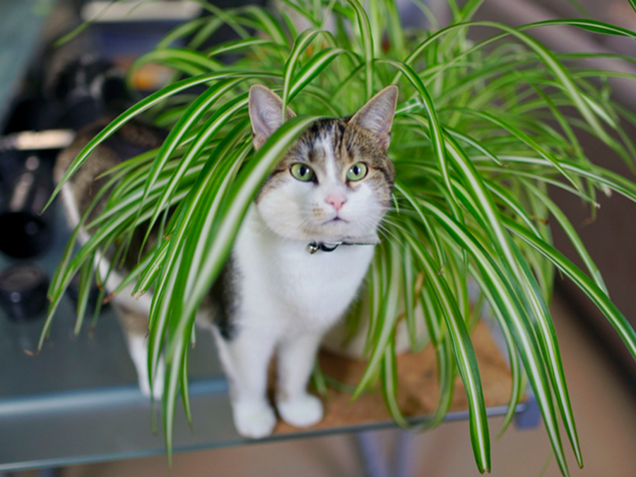 Best Non Toxic Indoor Plants That Are Safe For Pets