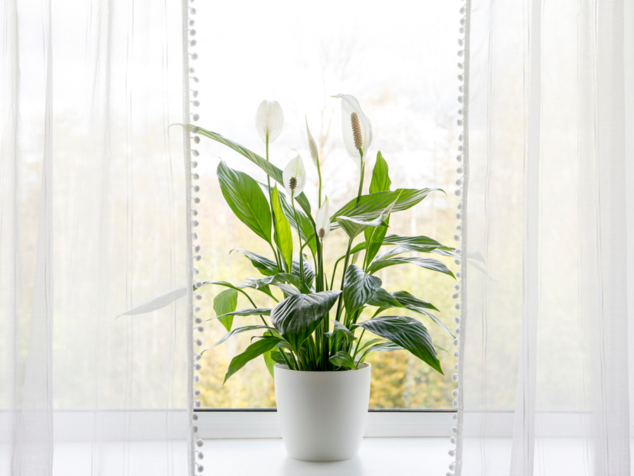 plant pots that hang on the wall H Potter Hanging Planter